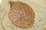 Two Fossil Leaves (Beringiaphyllum) - Montana #190428-2